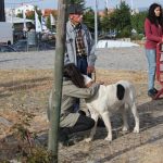 Concurso cao gado gorazes 2018 (11)