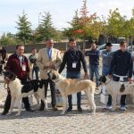 Concurso cao gado gorazes 2018 (113)