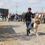 Concurso cao gado gorazes 2018 (132)