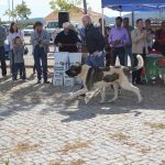 Concurso cao gado gorazes 2018 (140)