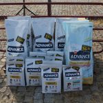 Concurso cao gado gorazes 2018 (18)