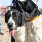 Concurso cao gado gorazes 2018 (180)