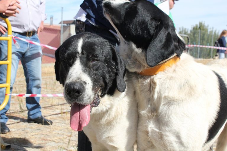 Concurso cao gado gorazes 2018 (180)