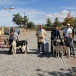 Concurso cao gado gorazes 2018 (189)