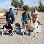 Concurso cao gado gorazes 2018 (213)