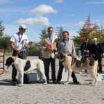Concurso cao gado gorazes 2018 (220)