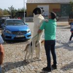 Concurso cao gado gorazes 2018 (44)