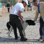 Concurso cao gado gorazes 2018 (70)