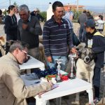 Concurso cao gado gorazes 2018 (8)