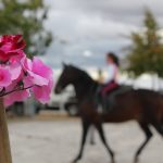 Demonstracao equestre batismo cavalo (21)