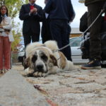 Gorazes 2019 concurso cao gado transmontano14