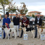 Gorazes 2019 concurso cao gado transmontano18