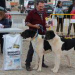 Gorazes 2019 concurso cao gado transmontano21
