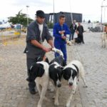 Gorazes 2019 concurso cao gado transmontano24