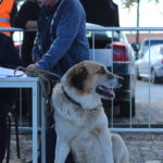 Gorazes 2019 concurso cao gado transmontano3