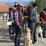 Gorazes 2019 concurso cao gado transmontano5