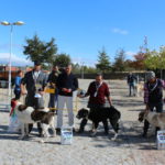 Gorazes 2019 concurso cao gado transmontano8