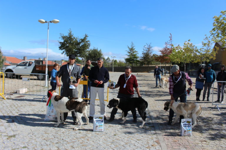 Gorazes 2019 concurso cao gado transmontano8