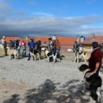 Gorazes 2019 concurso cao gado transmontano9