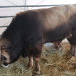 Gorazes 2019 recas autoctones1