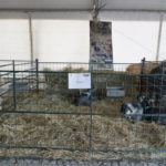 Gorazes 2019 recas autoctones4