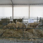 Gorazes 2019 recas autoctones5