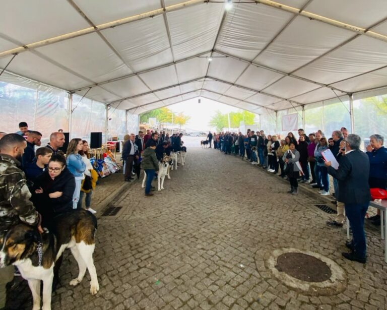 Concurso cao gado